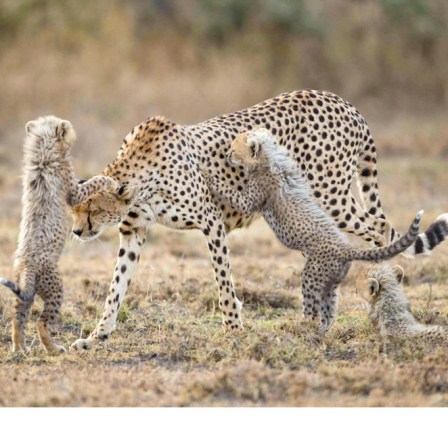 Cheetah Attack!