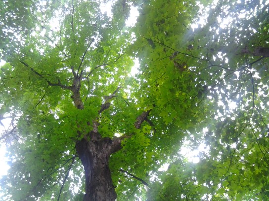 Definitely look for the canopy of trees as you dangle in a hammock