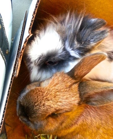 Crazy Bunny Lady Starter Kit