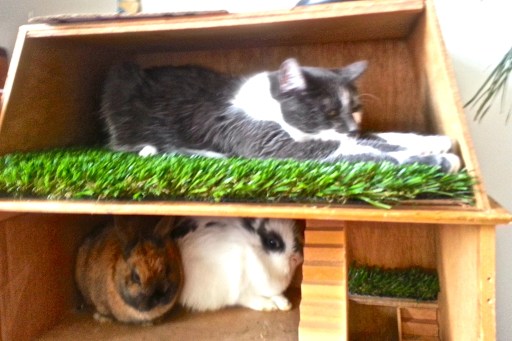 Make Yourself at Home, Cat