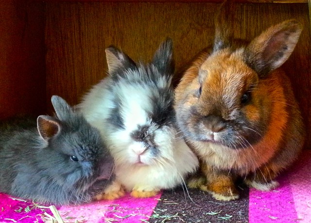 Three Chillin' Buns