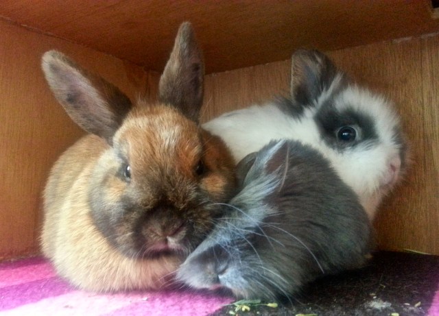 Wiggles Makes a Good Bunny Pillow