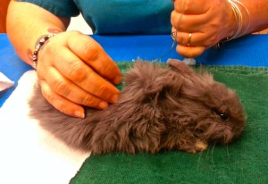 Wiggles @ the Vet's Office