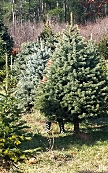 Can you spot the Boy?