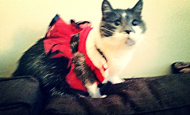 Peter Parker as Mrs. Claus