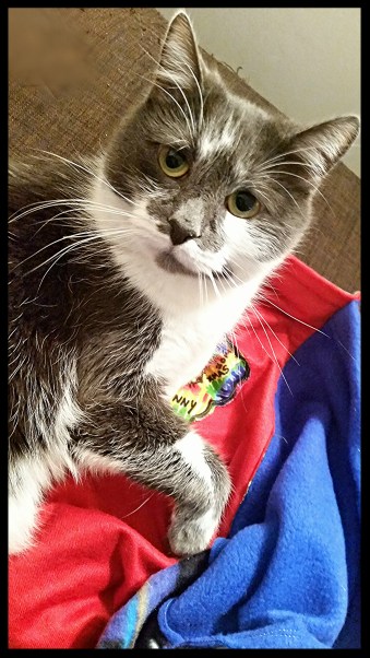 Cat Photobomb:  "For Me?" 