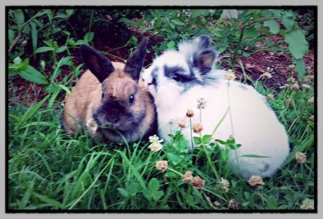 Dinner al Fresco con Fluff n' Nutter