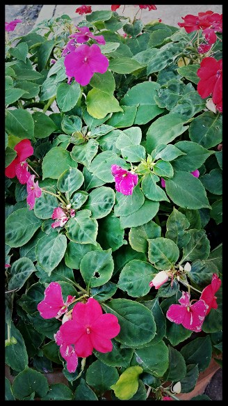 Pink AND Purple Flowers