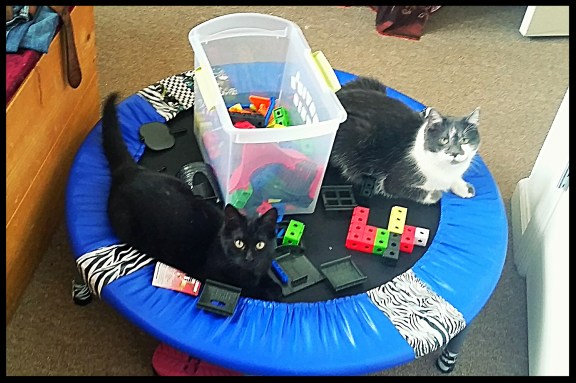 Cats, buliding blocks, trampoline