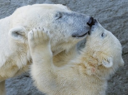 polarbearlove