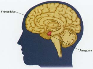 amygdala-prefrontal-cortex-iq.jpg