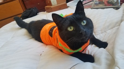 2017-10-28 11.04.23 kitten.jpg