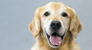Golden-Retriever-Dog-Face-Photo