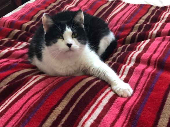 2018-04-22 17.44.23 Flash Stay